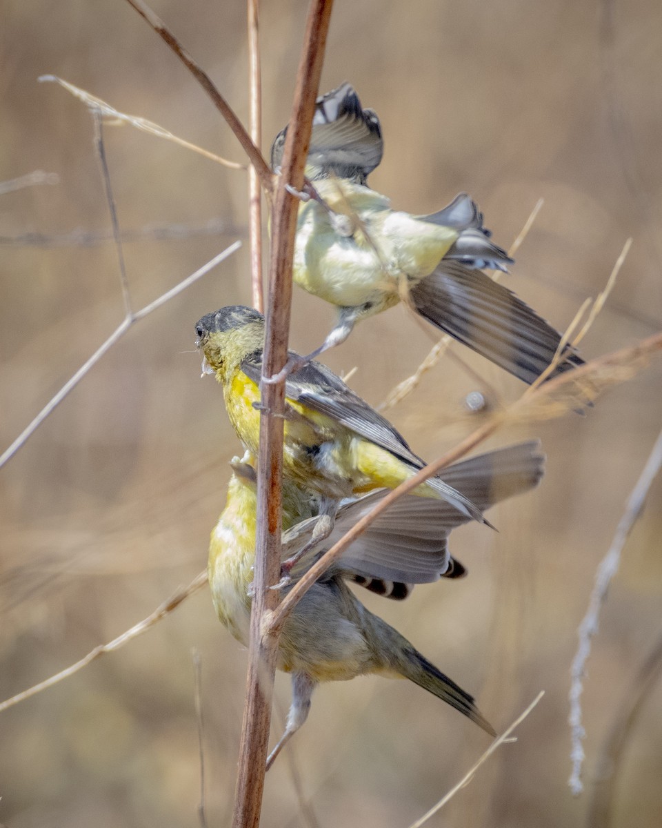 Lesser Goldfinch - ML620661402