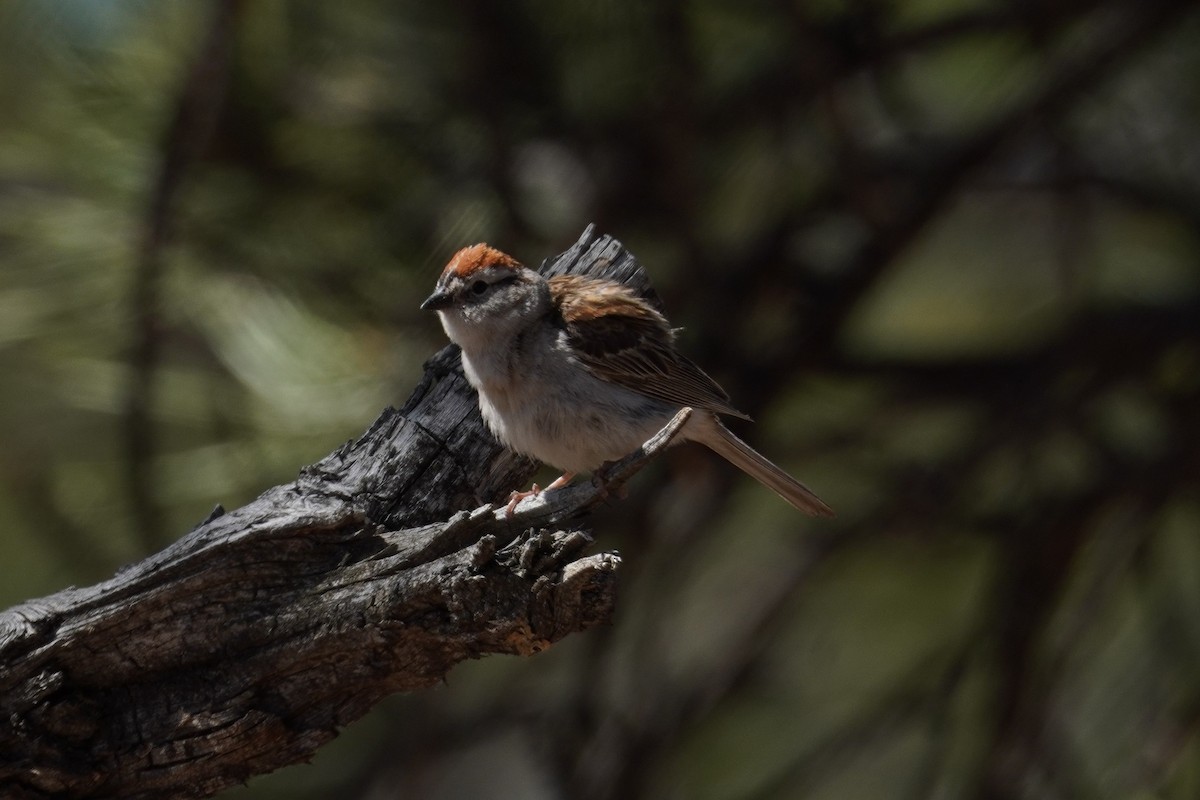 Chipping Sparrow - ML620661403