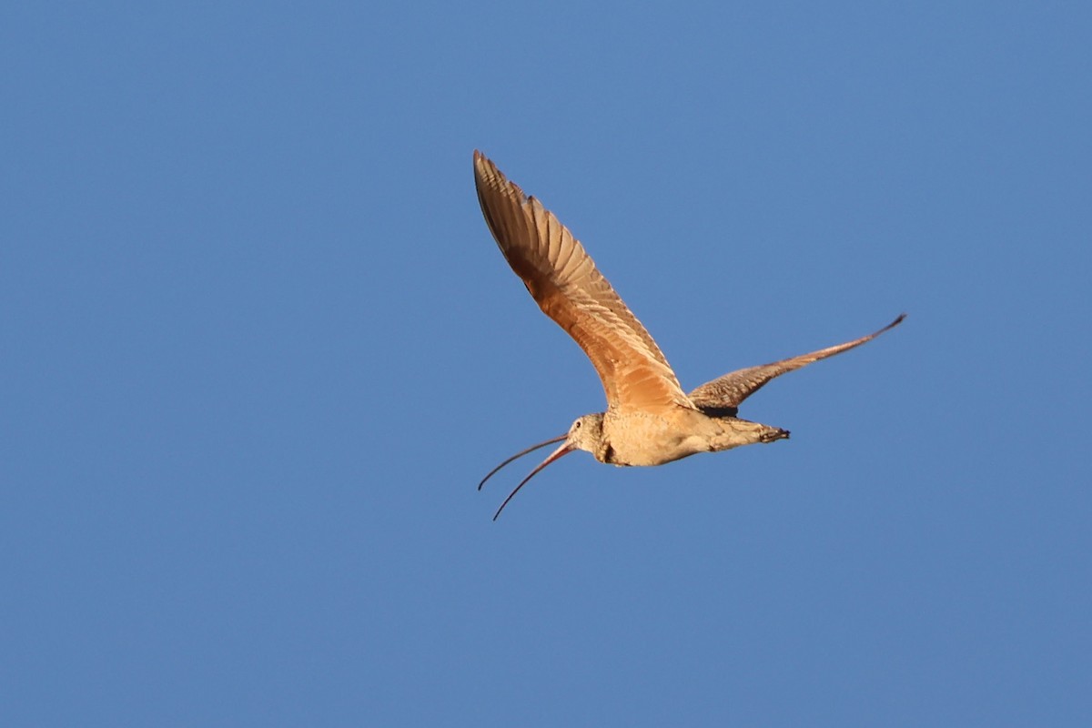 Long-billed Curlew - ML620661404