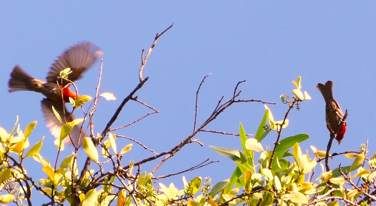 House Finch - ML620661408