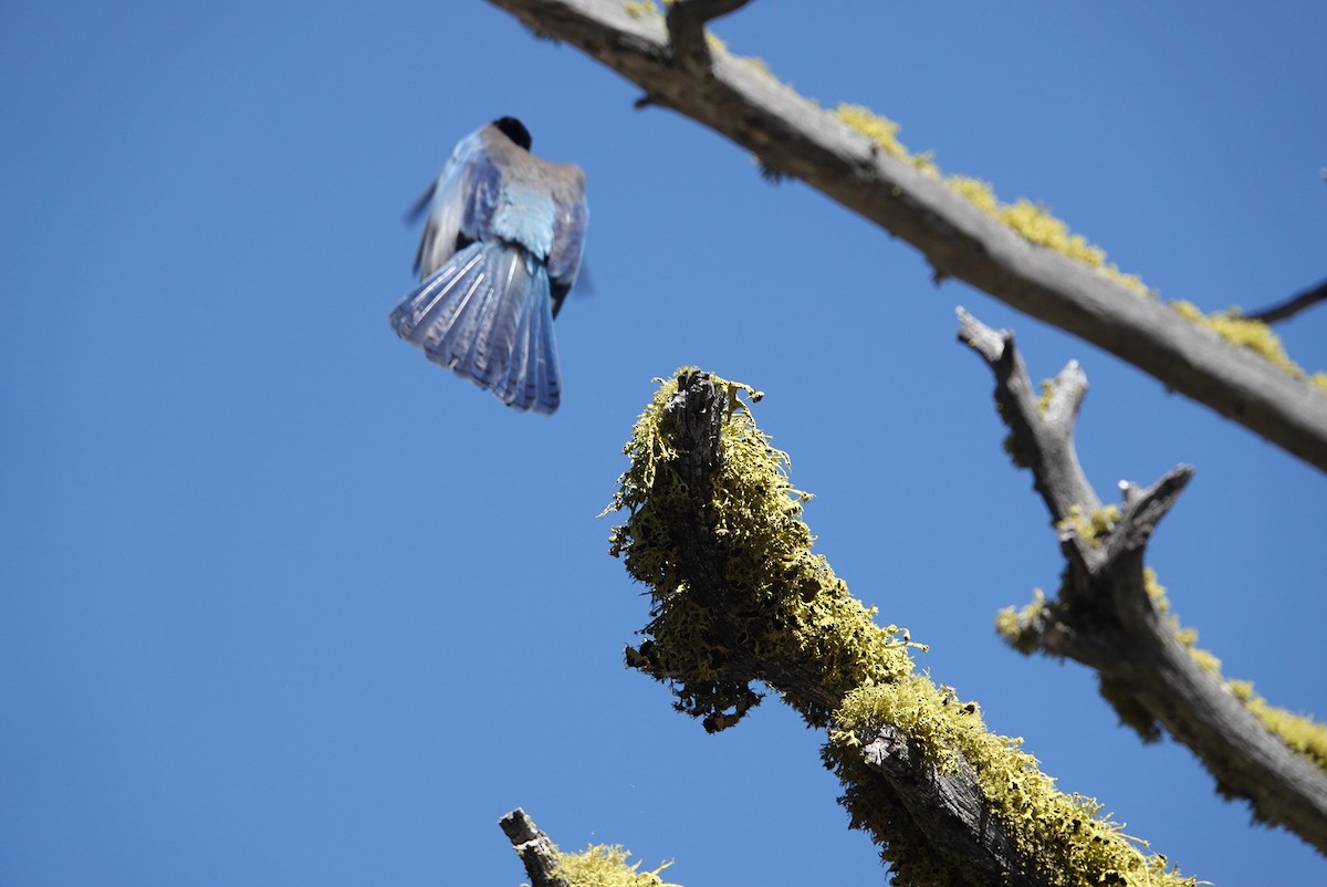 Steller's Jay (Coastal) - ML620661409