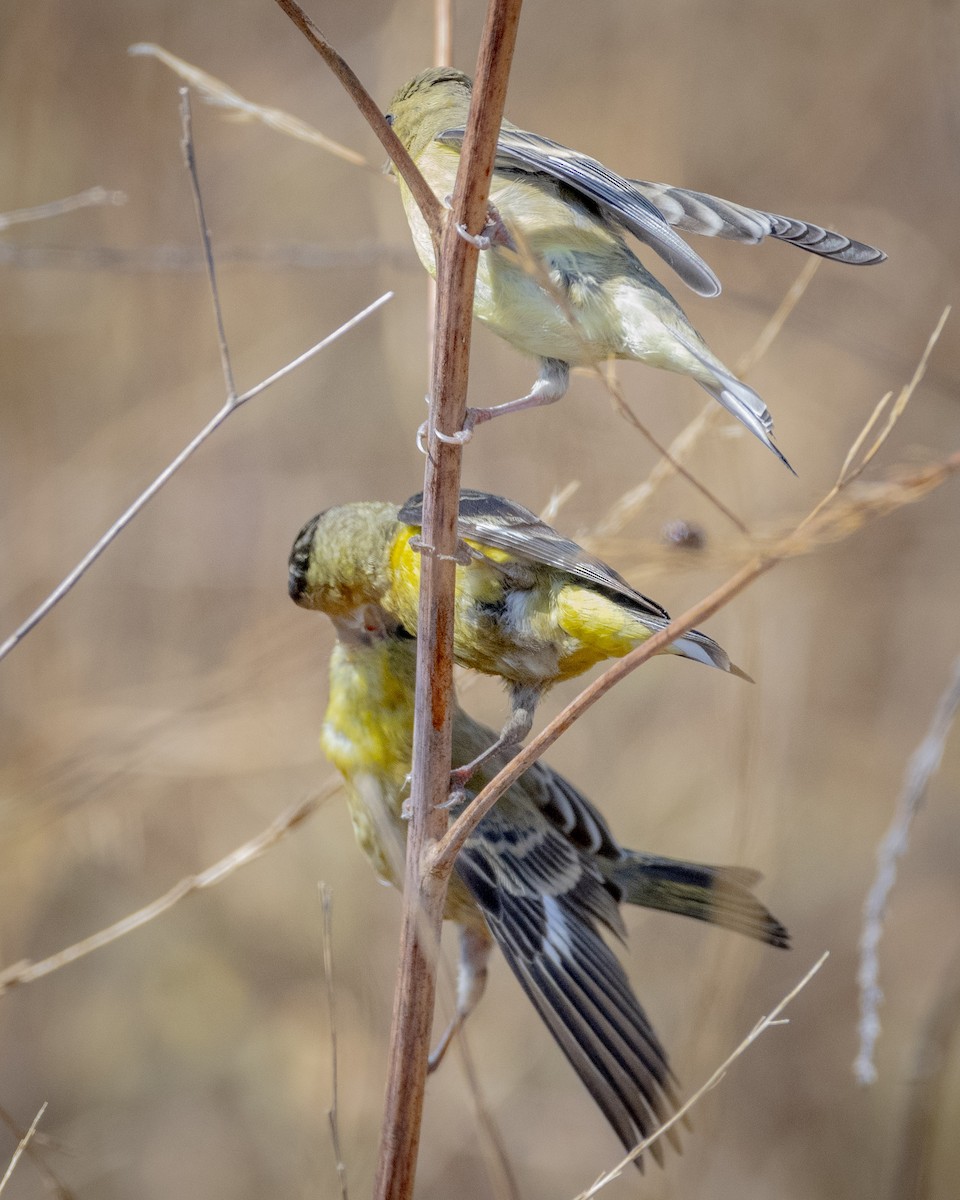 Lesser Goldfinch - James Kendall