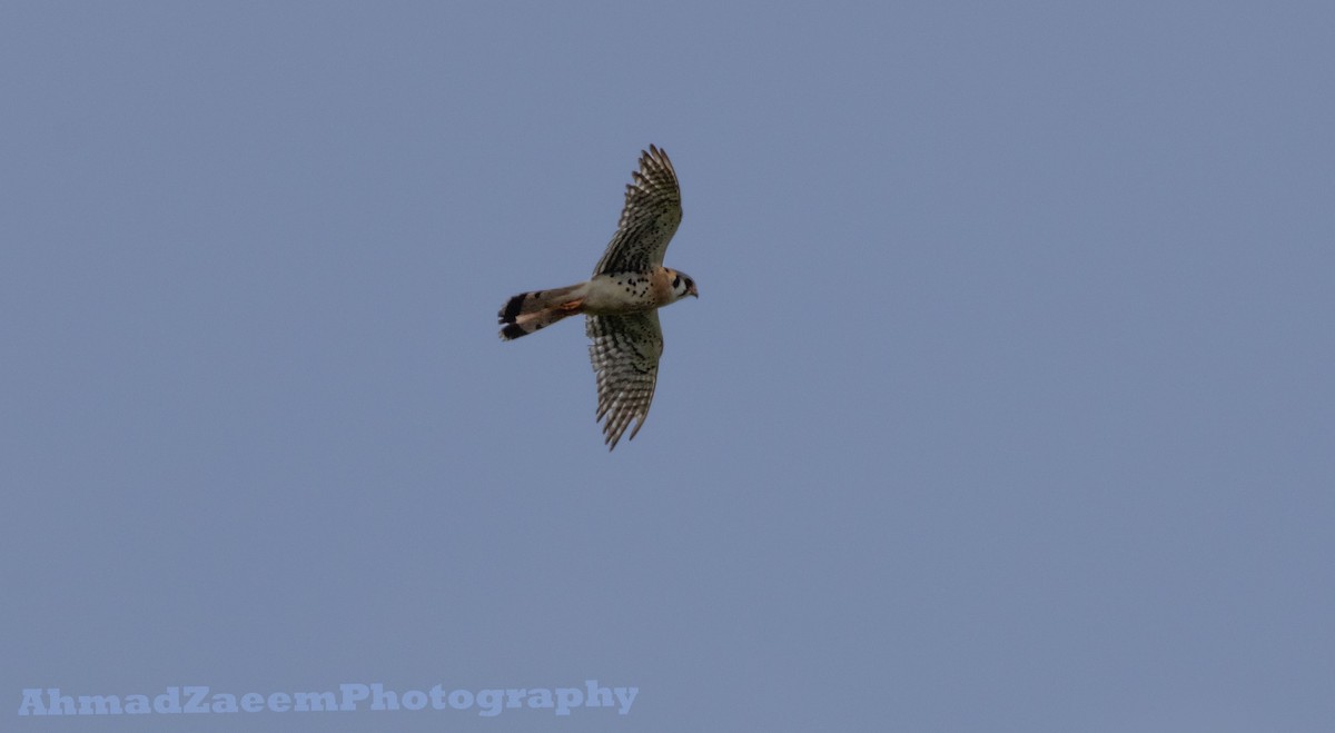 American Kestrel - ML620661417