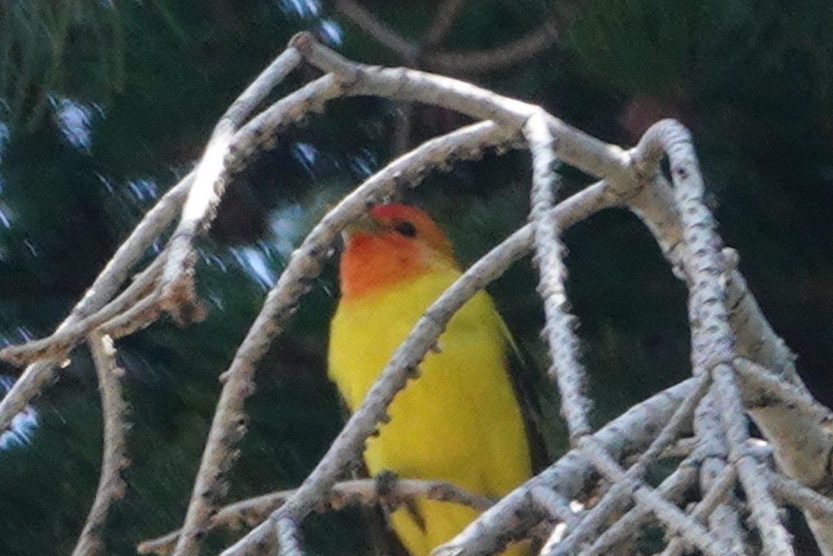 Western Tanager - ML620661418
