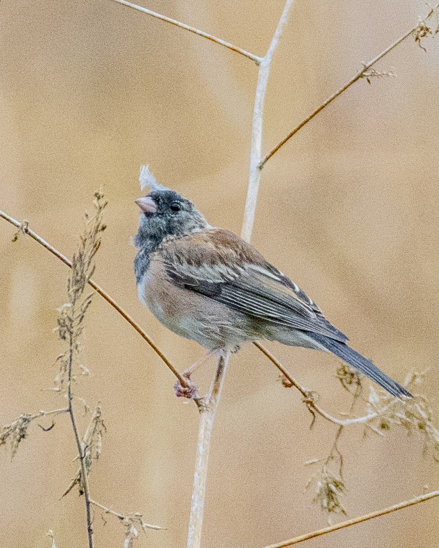 Junco ardoisé - ML620661419