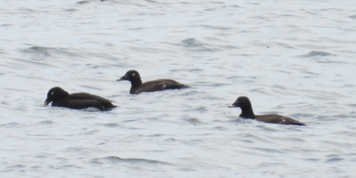 White-winged Scoter - ML620661423