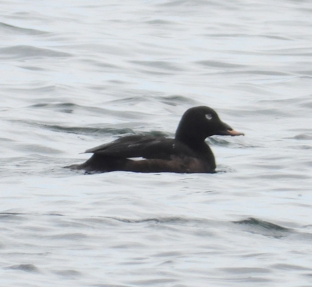 White-winged Scoter - ML620661424