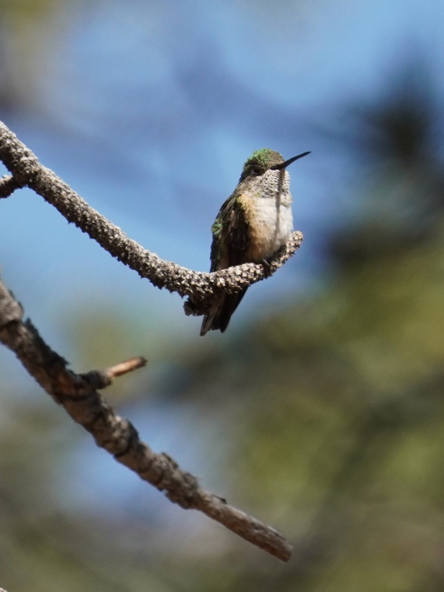 Broad-tailed Hummingbird - ML620661425