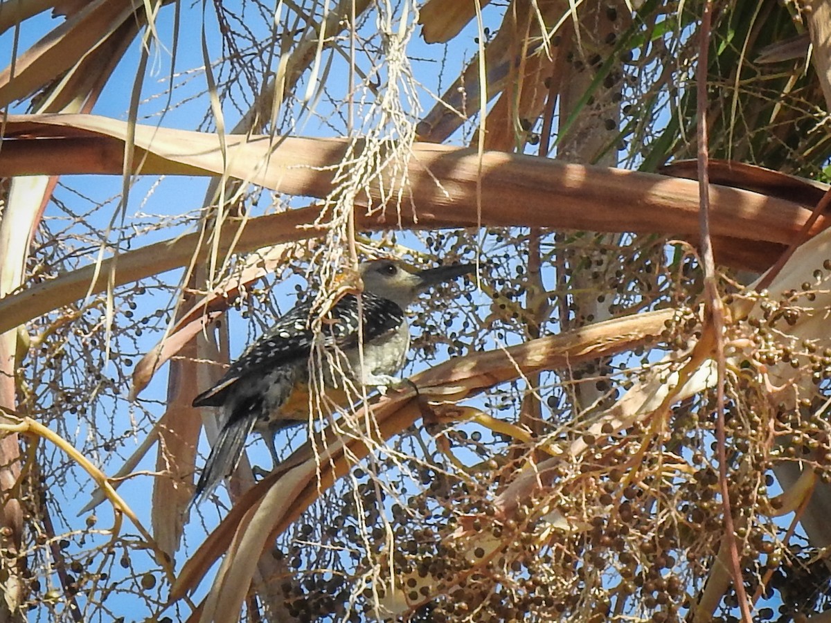 Golden-fronted Woodpecker - ML620661428