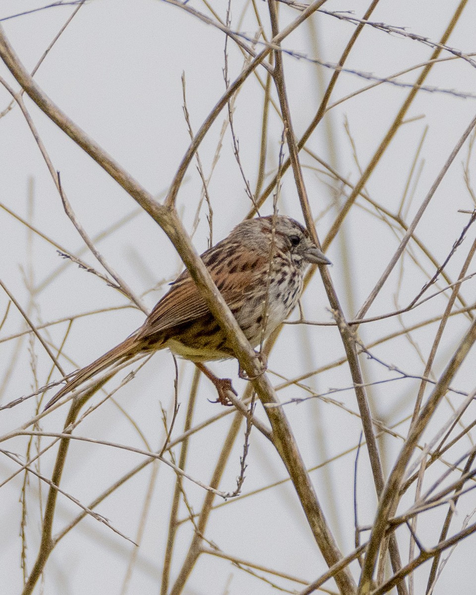 Song Sparrow - ML620661433