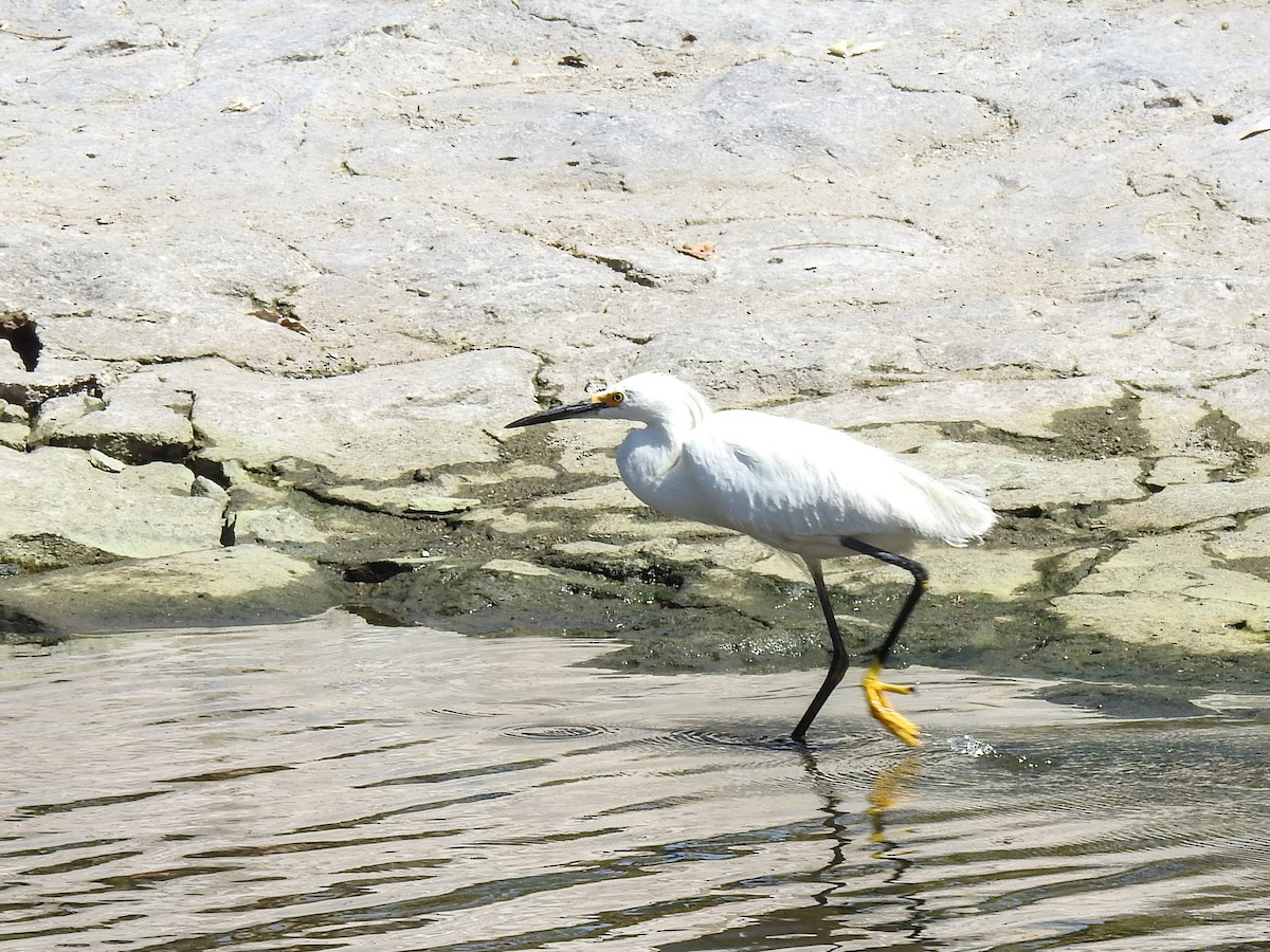 Snowy Egret - ML620661439