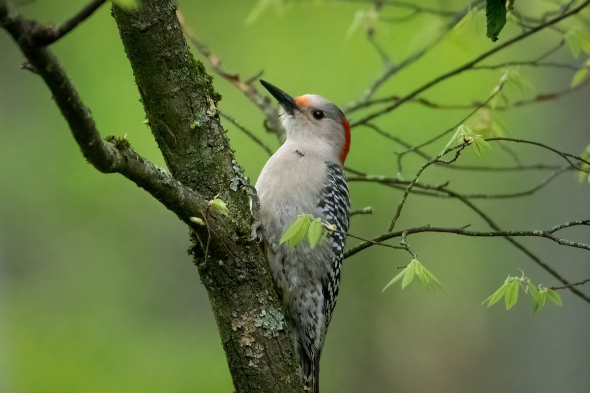 Red-bellied Woodpecker - ML620661441