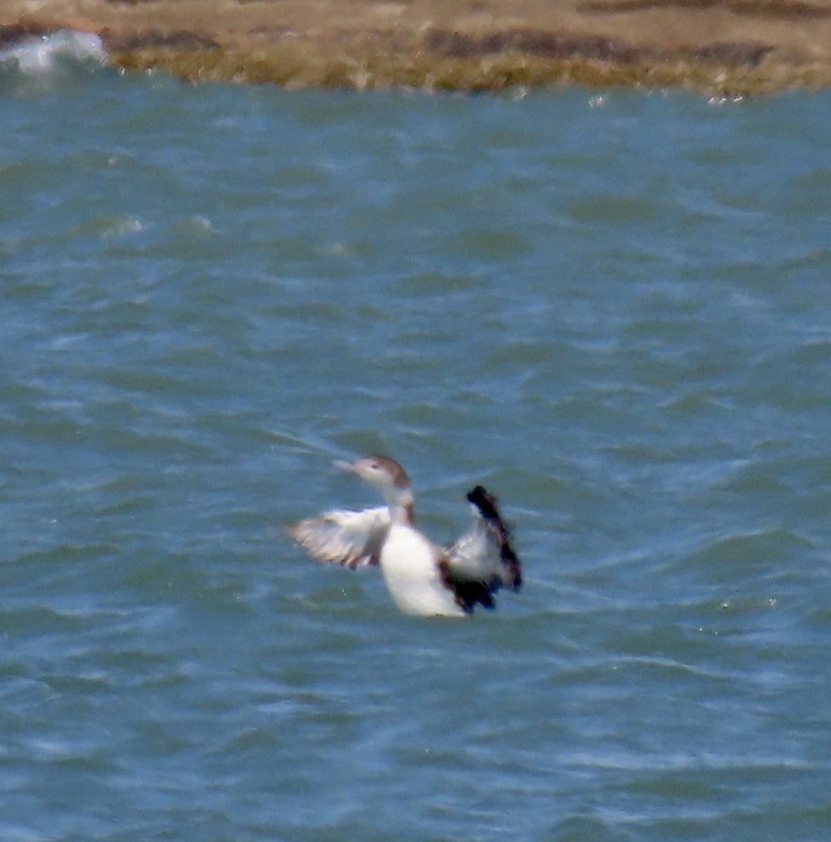 Common Loon - ML620661444