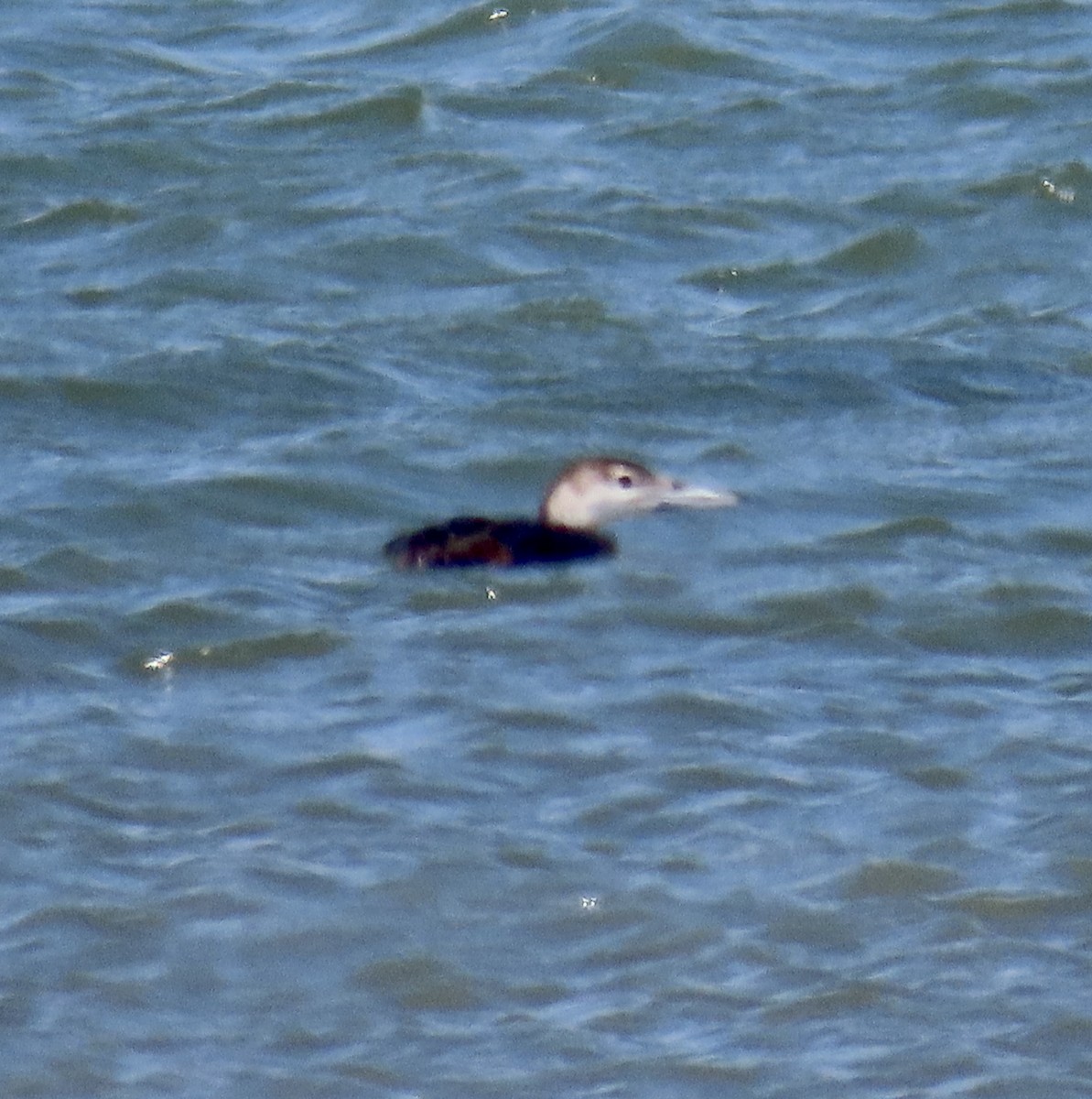 Common Loon - ML620661445