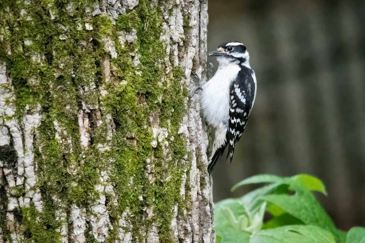 Downy Woodpecker - ML620661449