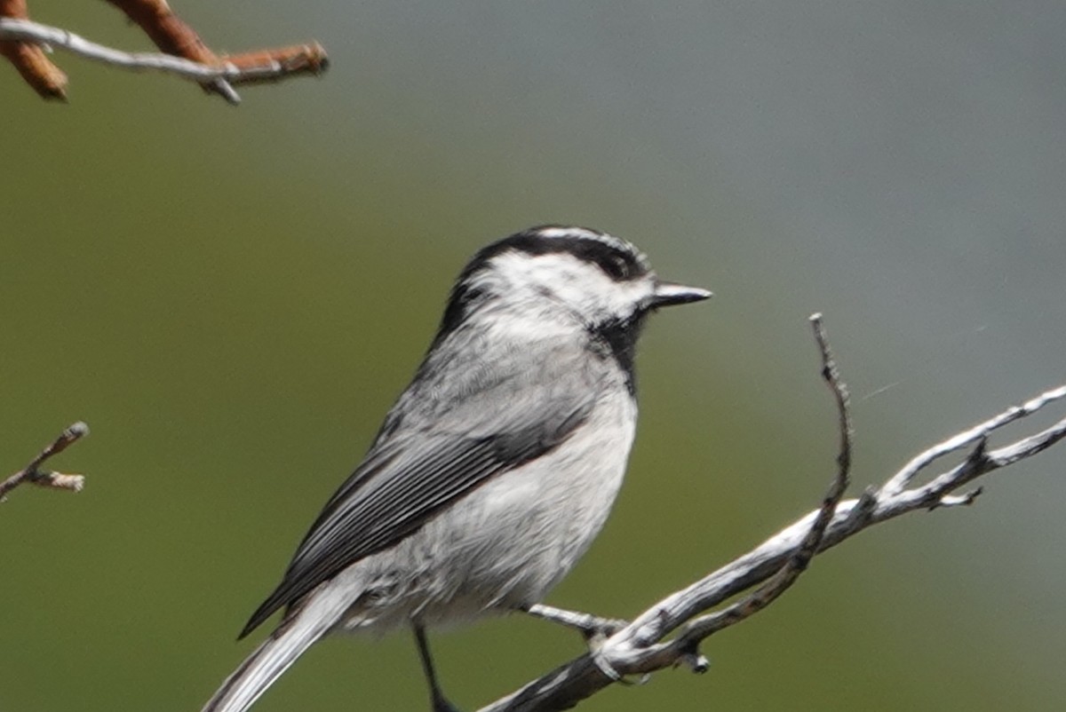 Mountain Chickadee (Pacific) - ML620661451