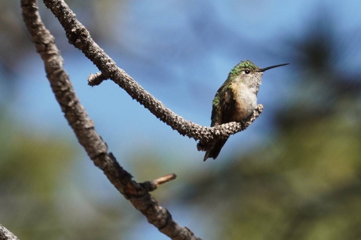 Broad-tailed Hummingbird - ML620661453