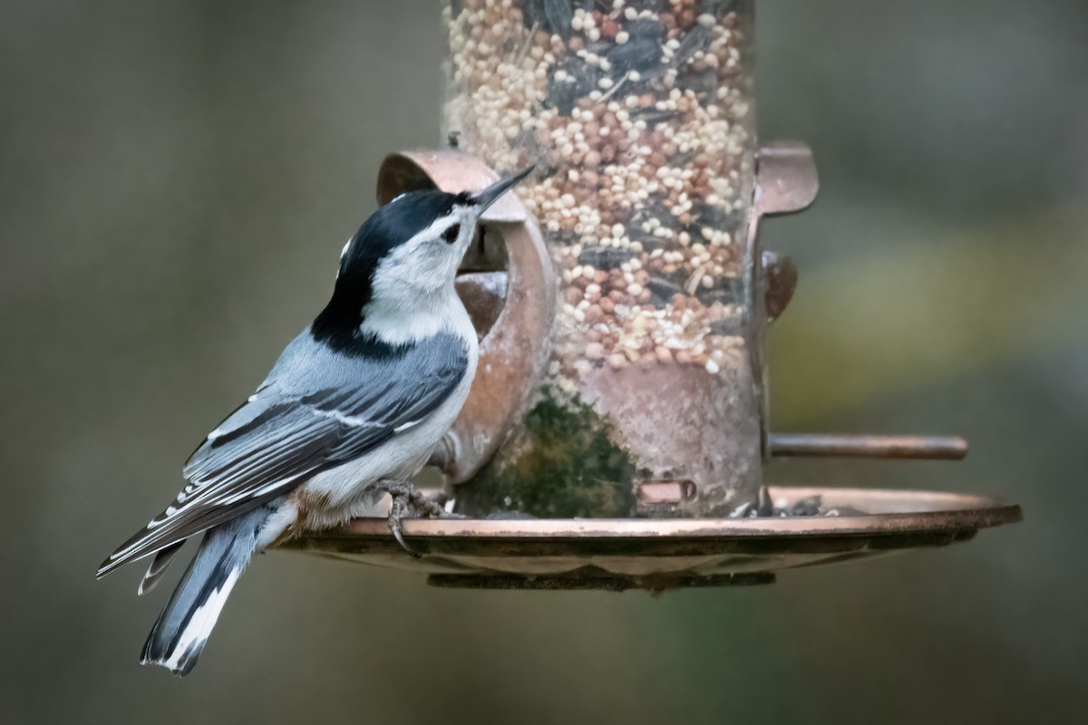 White-breasted Nuthatch - ML620661457