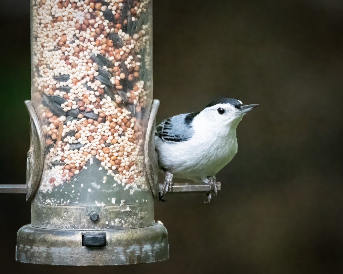 White-breasted Nuthatch - ML620661458