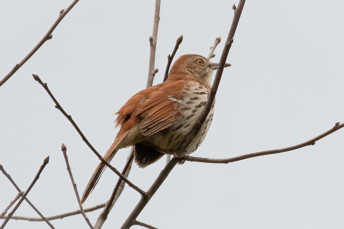 Brown Thrasher - ML620661463