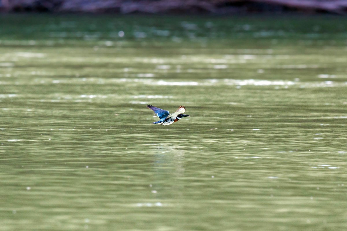 Amazon Kingfisher - ML620661469