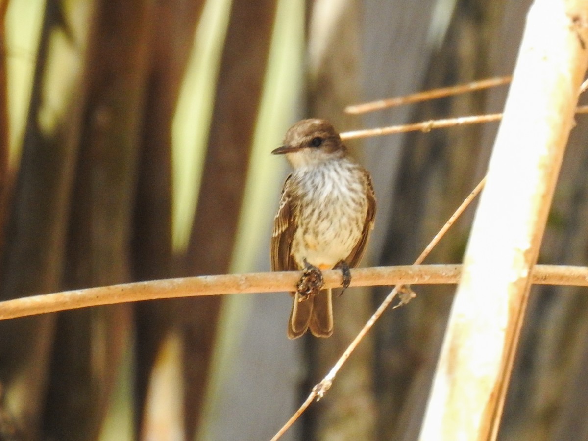 Vermilion Flycatcher - ML620661478