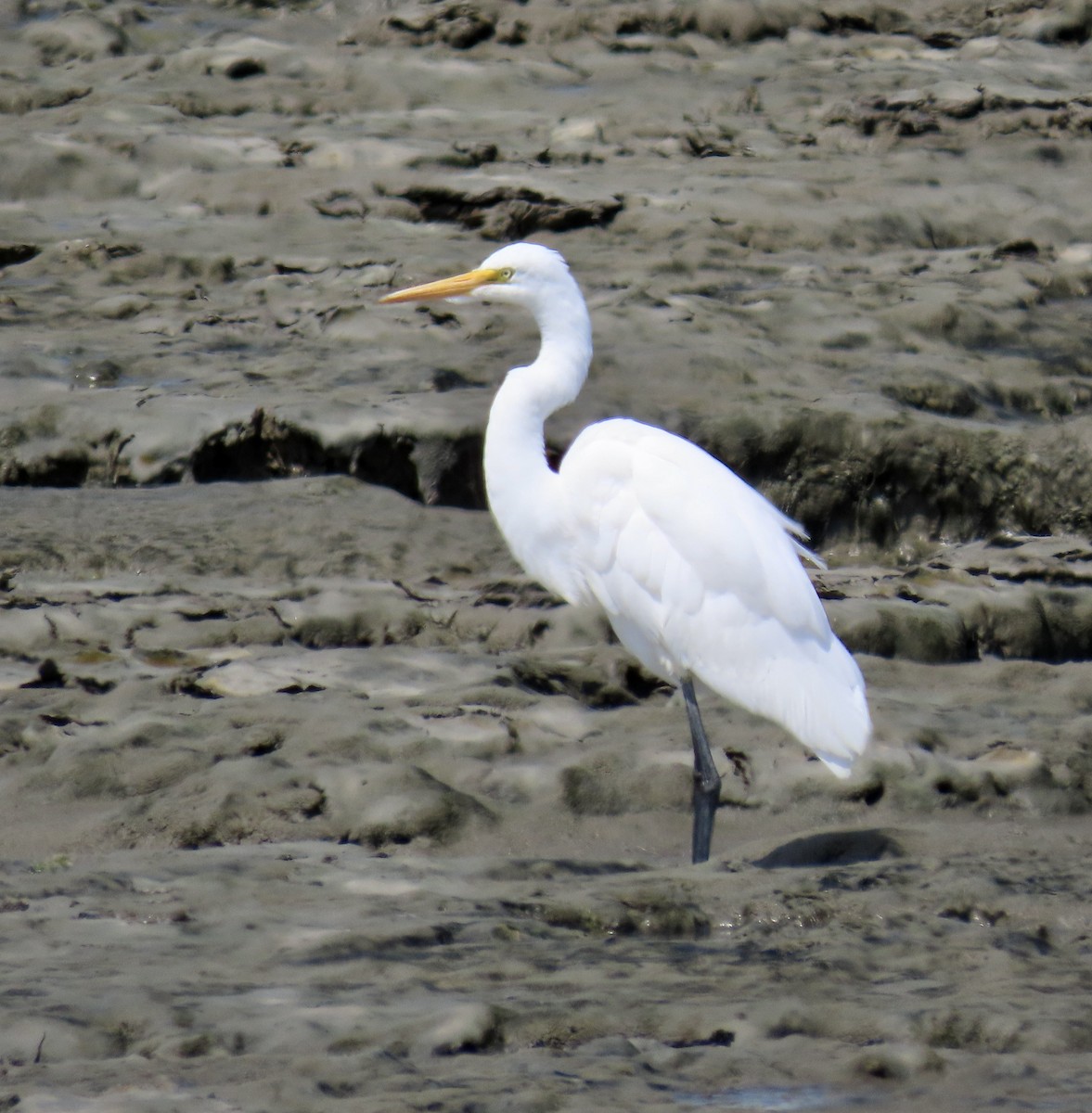 Great Egret - ML620661484