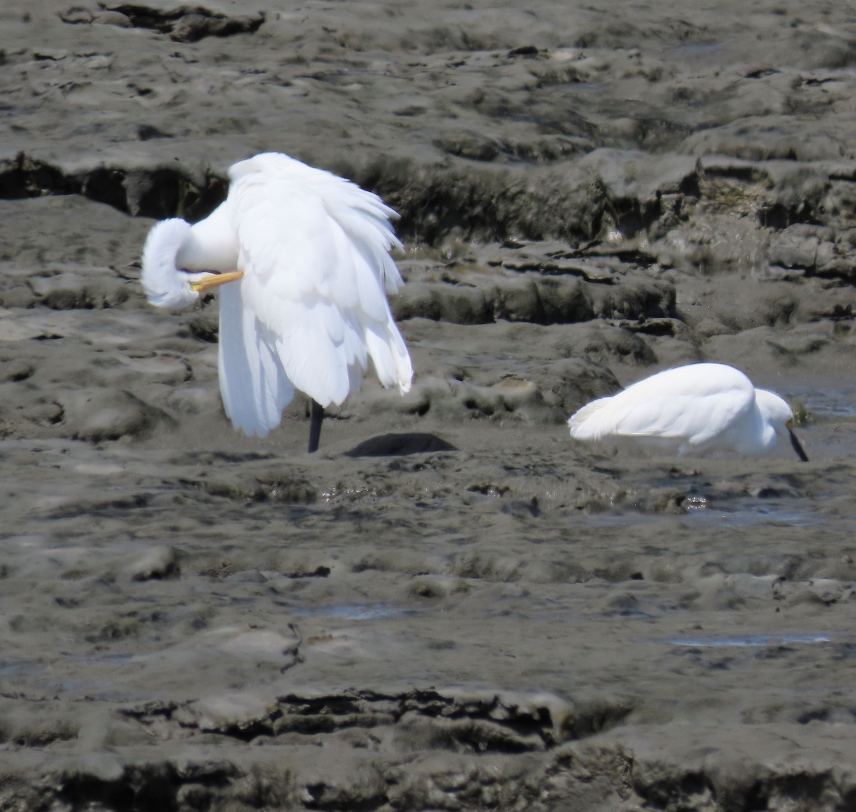 Great Egret - ML620661485