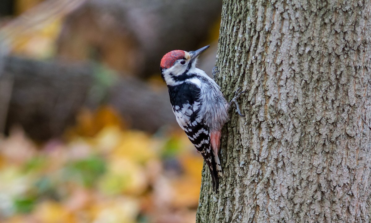 White-backed Woodpecker - ML620661490