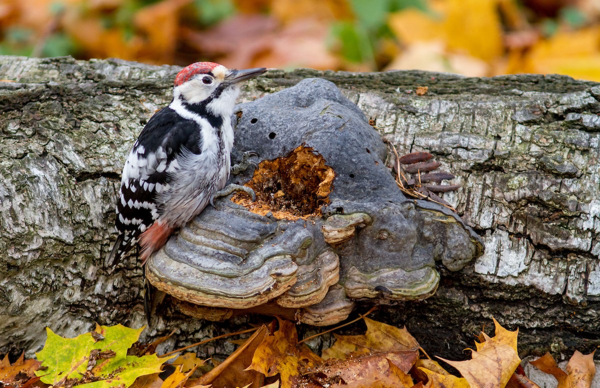 White-backed Woodpecker - ML620661492