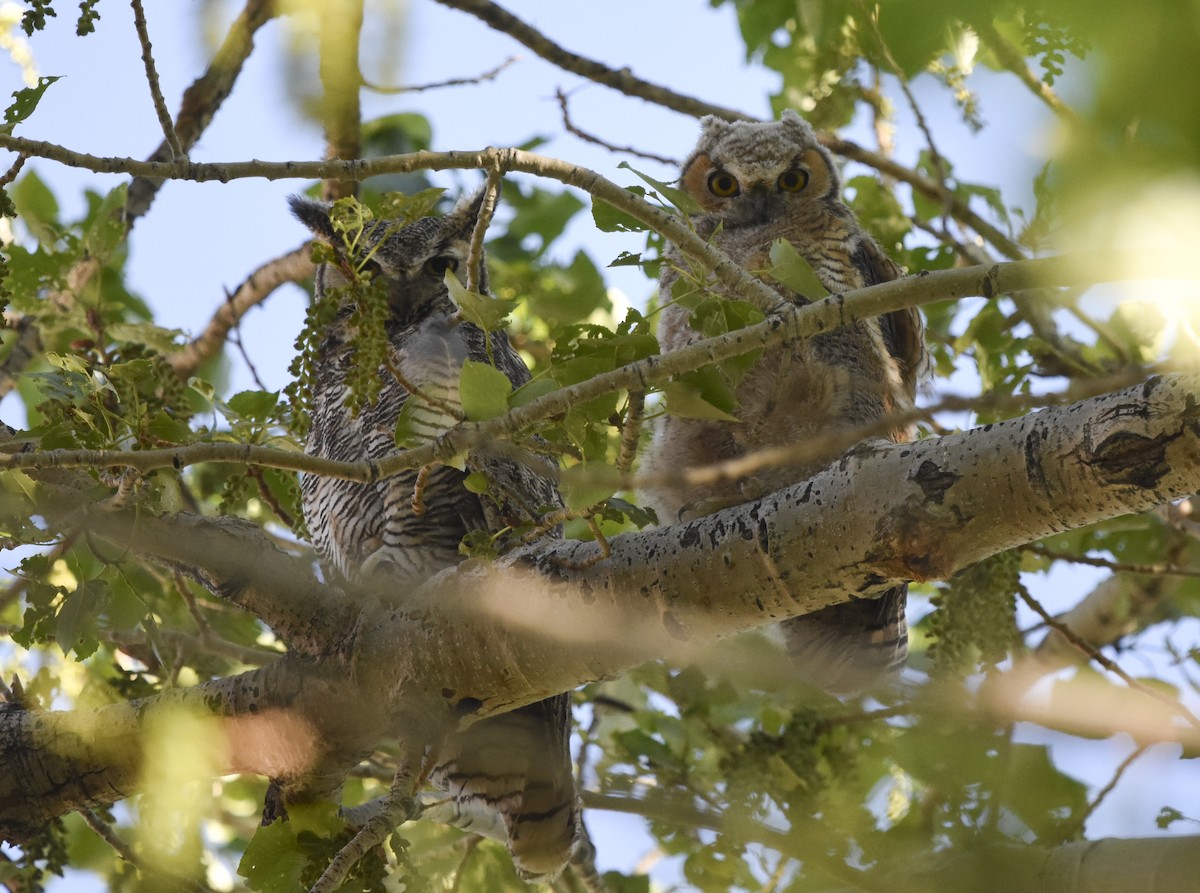 Great Horned Owl - ML620661500