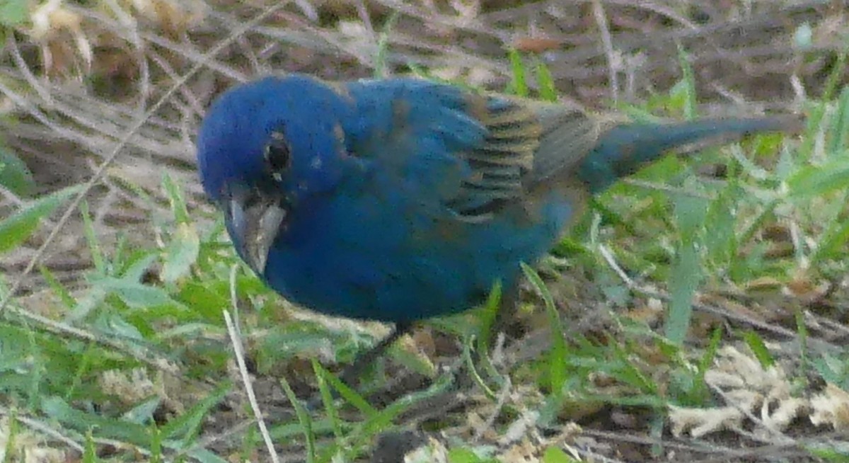 Blue Grosbeak - ML620661503