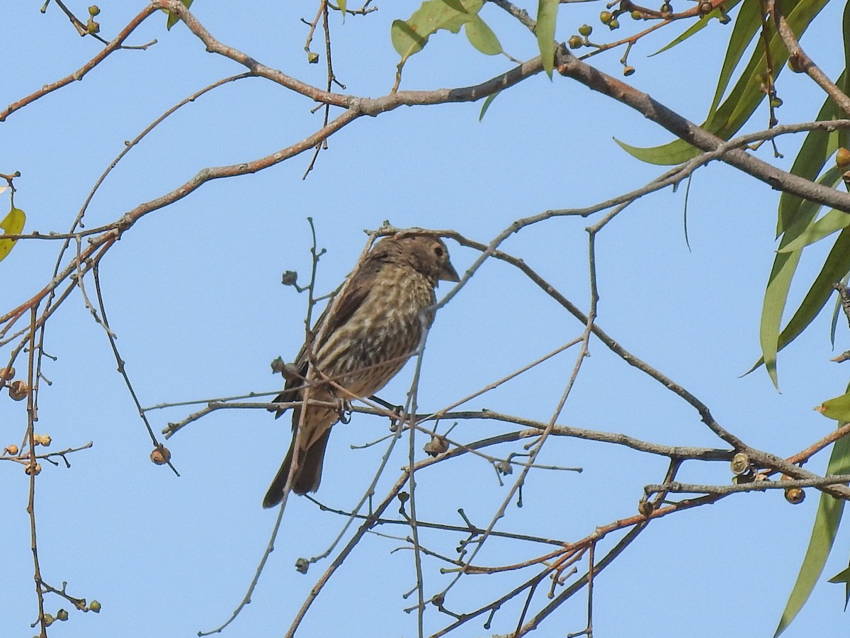 House Finch - Sergio Castañeda Ramos