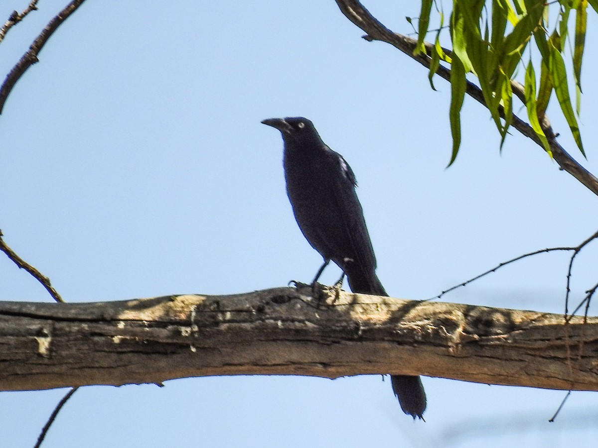 Great-tailed Grackle - Sergio Castañeda Ramos