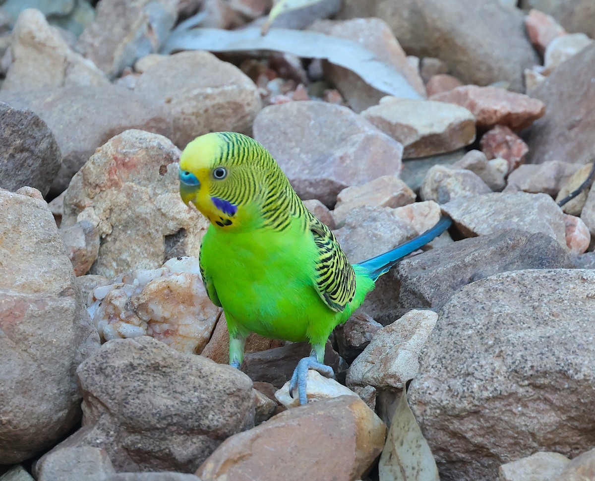 Budgerigar - ML620661509