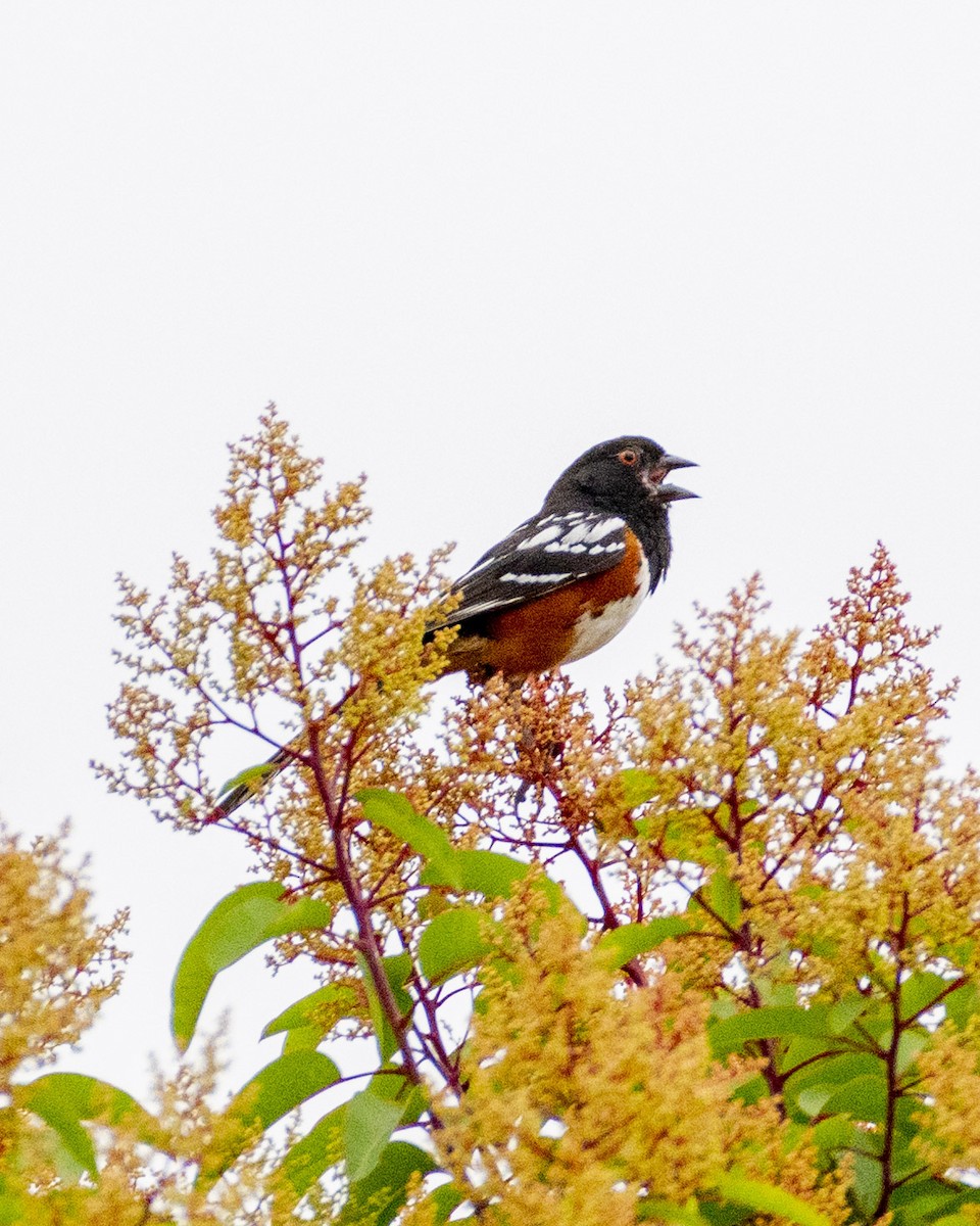 Spotted Towhee - ML620661510