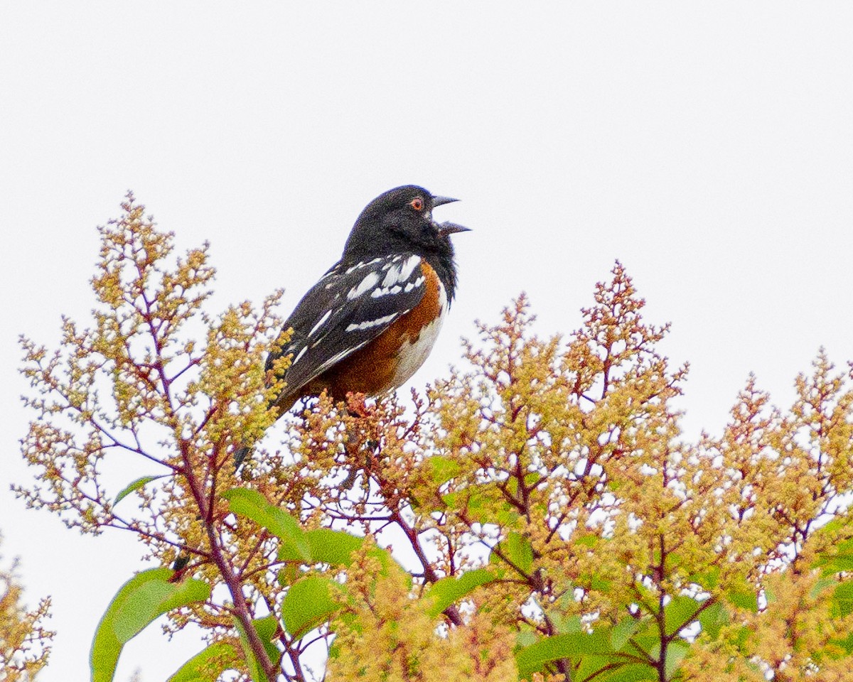 Spotted Towhee - ML620661511