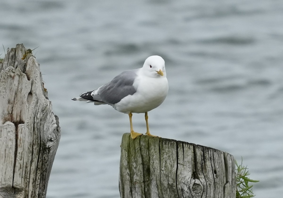 Herring Gull - ML620661517