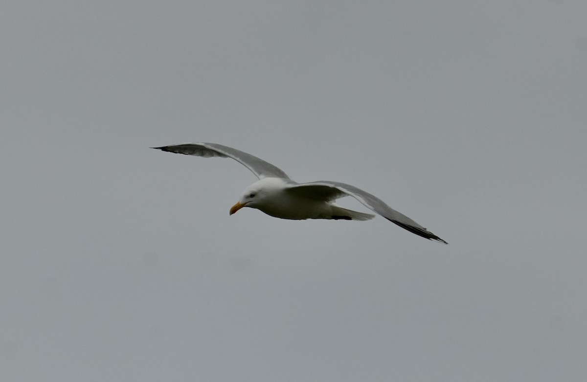 Herring Gull - ML620661519