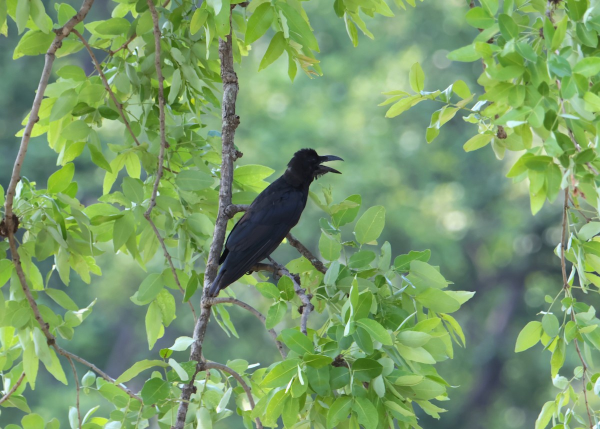 Large-billed Crow - ML620661520