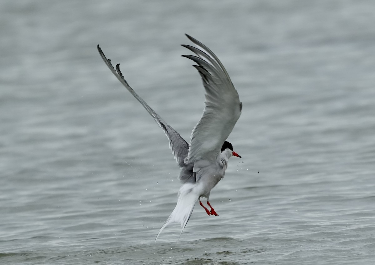 Arctic Tern - Anthony Schlencker