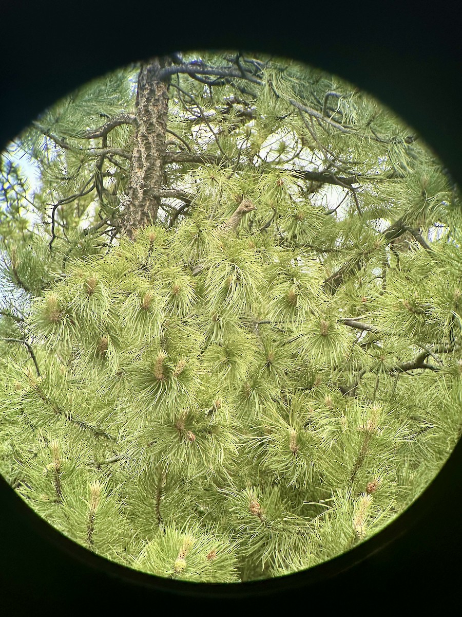 Dusky Grouse - ML620661524