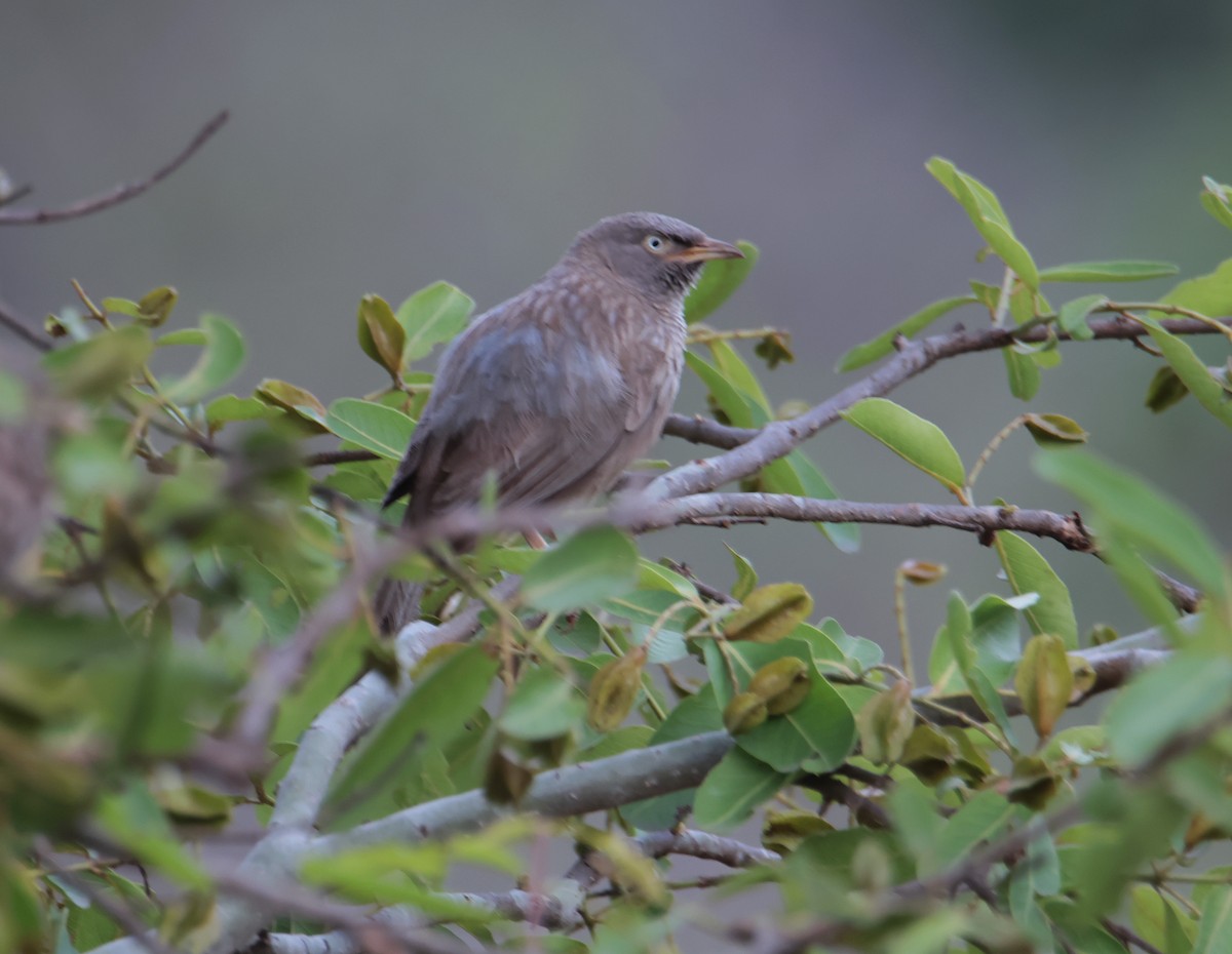 Jungle Babbler - ML620661529