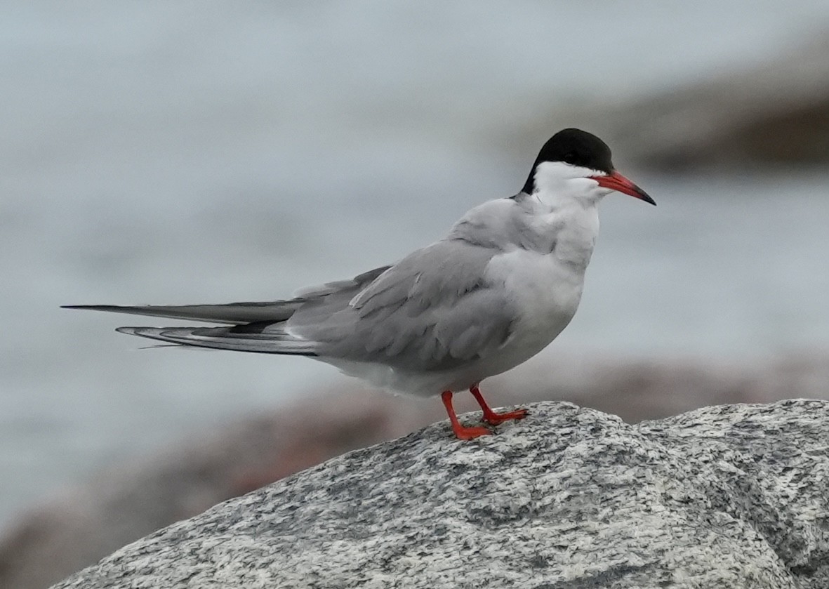 Arctic Tern - ML620661530