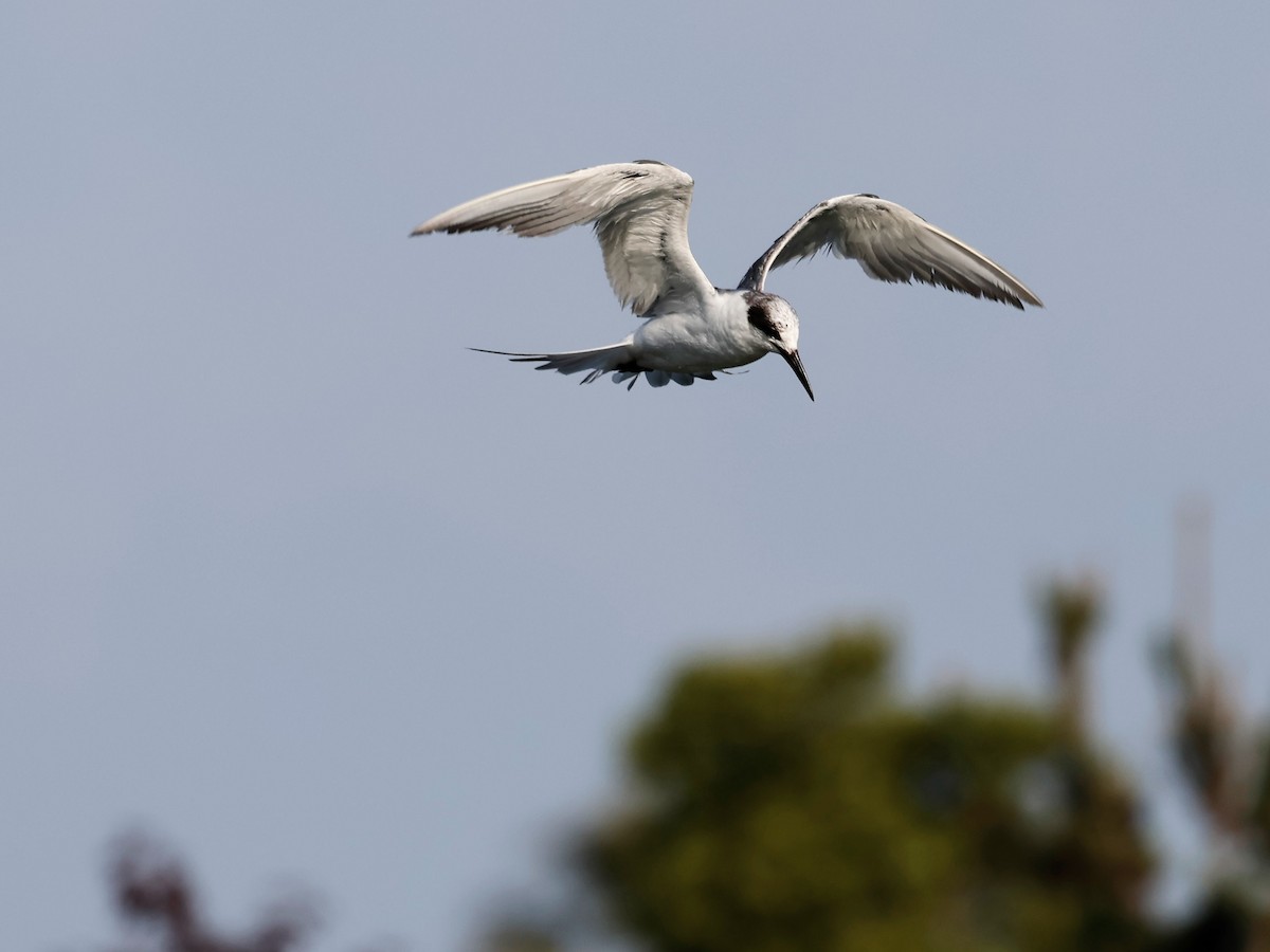 Forster's Tern - ML620661536