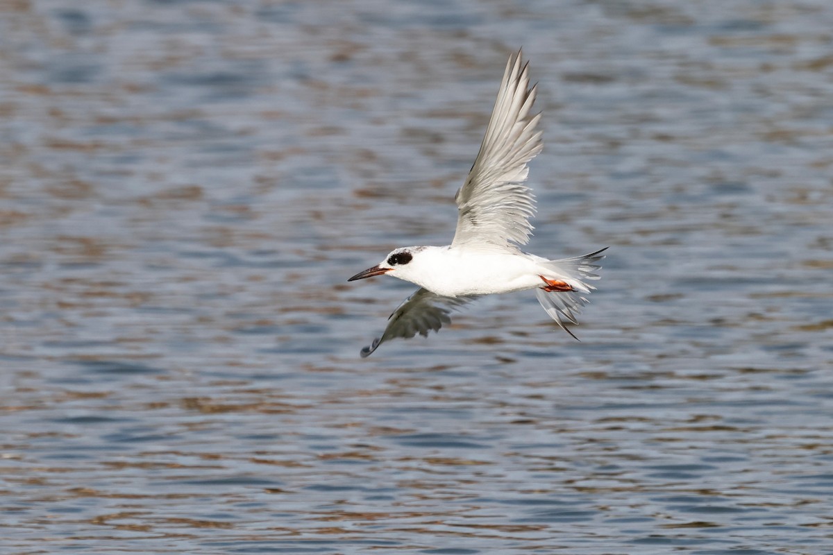 Forster's Tern - ML620661537