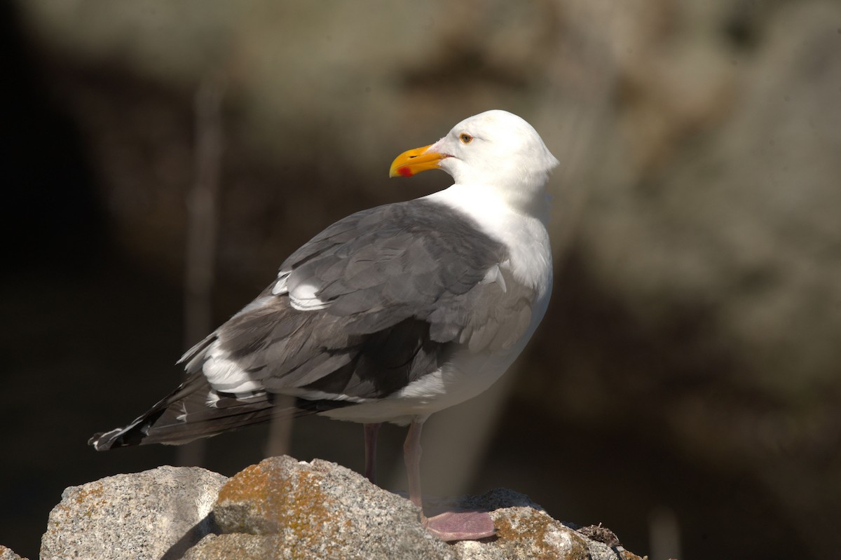 Western Gull - ML620661538