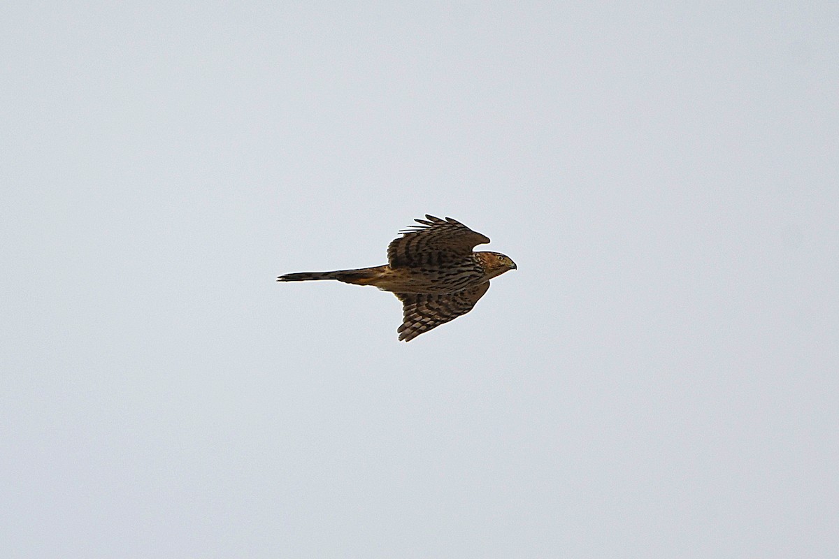 Sharp-shinned Hawk - ML620661541