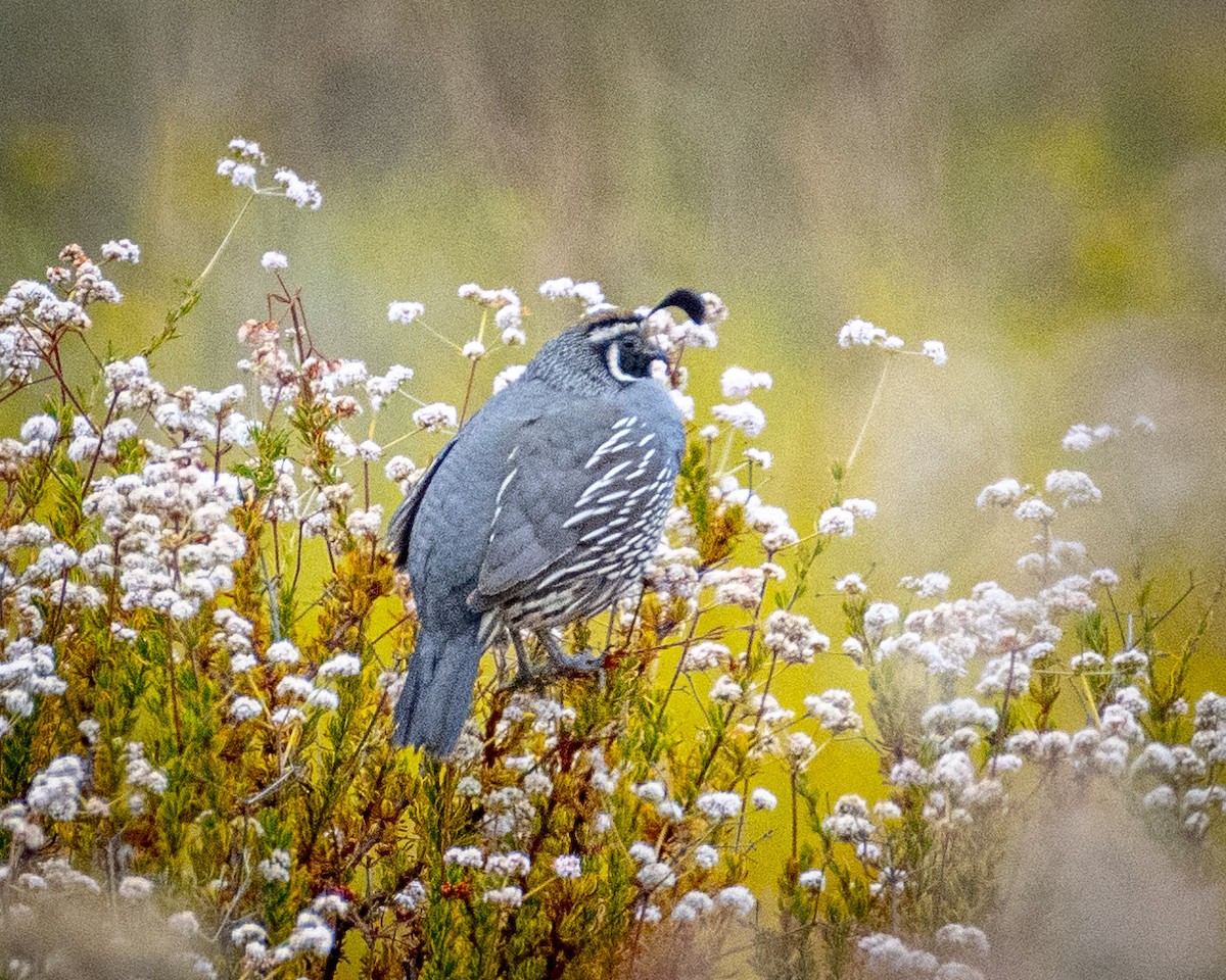 California Quail - ML620661542