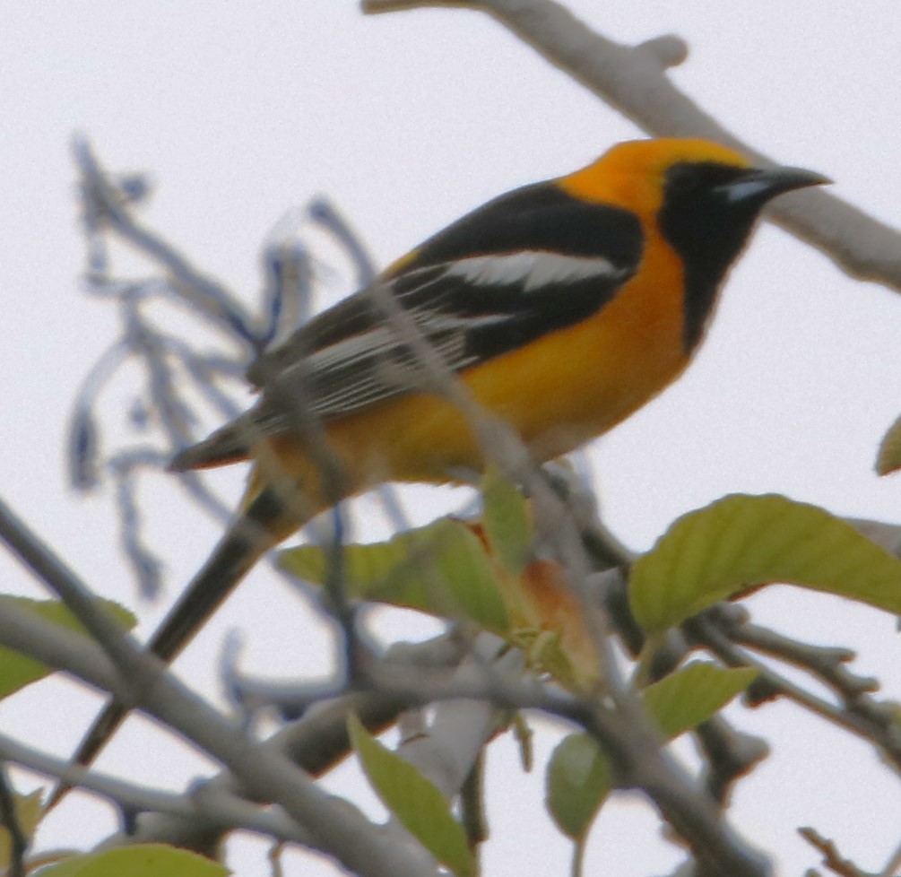 Hooded Oriole - ML620661545